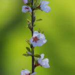 2021赛季NBA常规赛及季后赛全程高清直播 o9uyhf