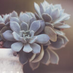 2023年主流直播平台人气排行榜最新发布 puw2j8